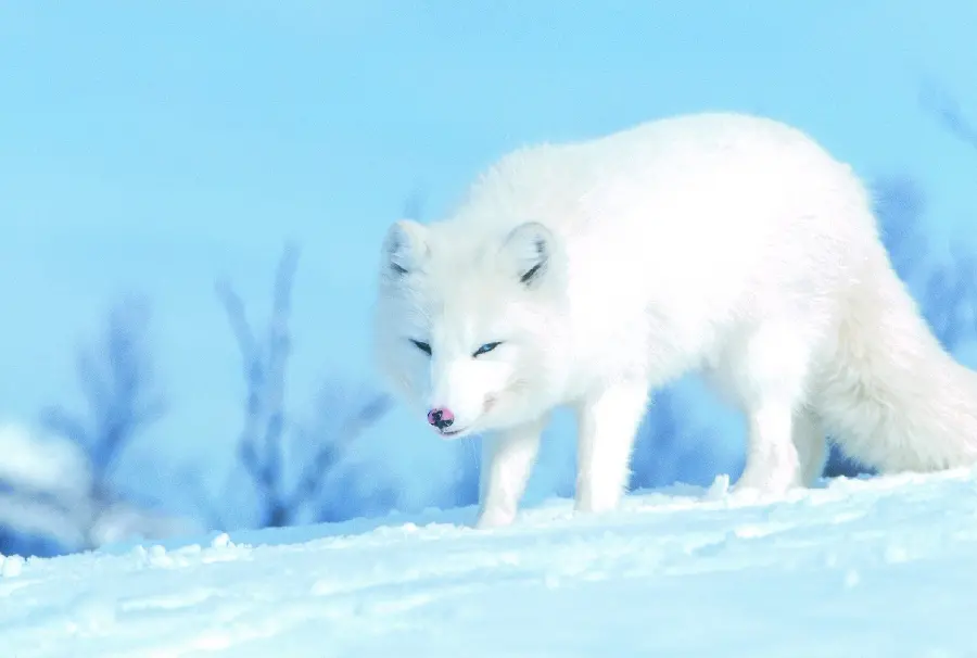 A picture of a white arctic fox with a mysterious look in the snow