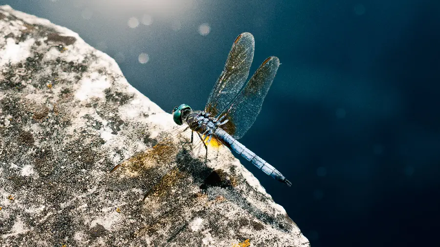 Special and artistic view of a beautiful dragonfly for your desktop