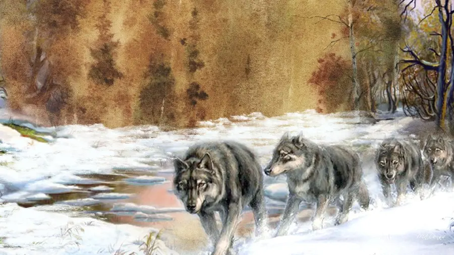 Full HD digital image of a pack of wolves in the snow