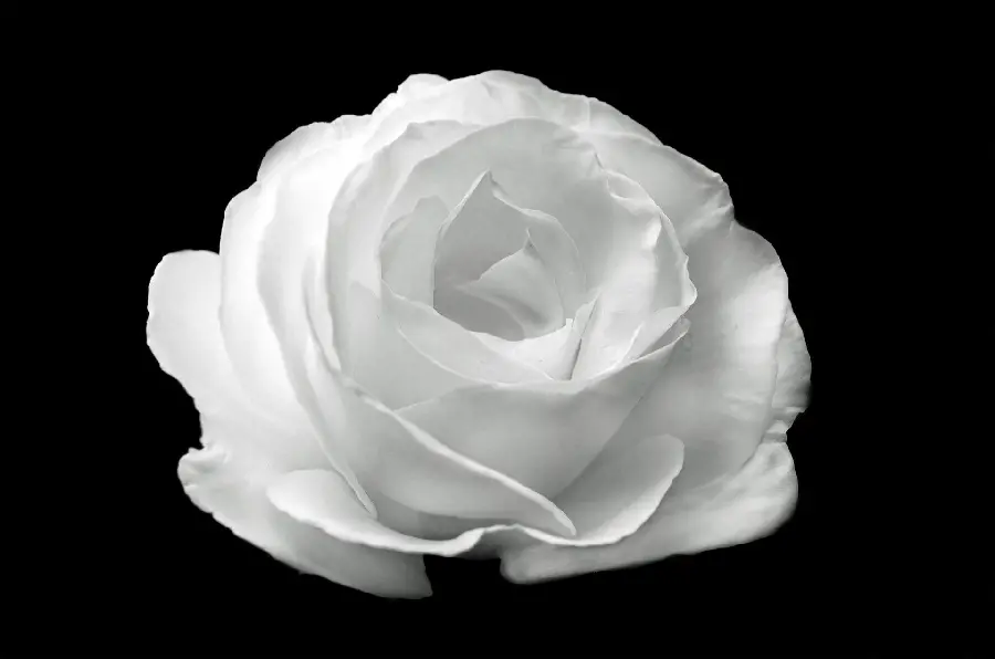 Good quality background photo of a lifeless white rose on a black background