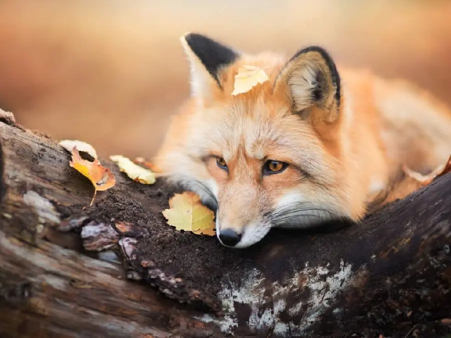 The most special wallpaper of a fox lurking in the tree trunk with autumn leaves on it