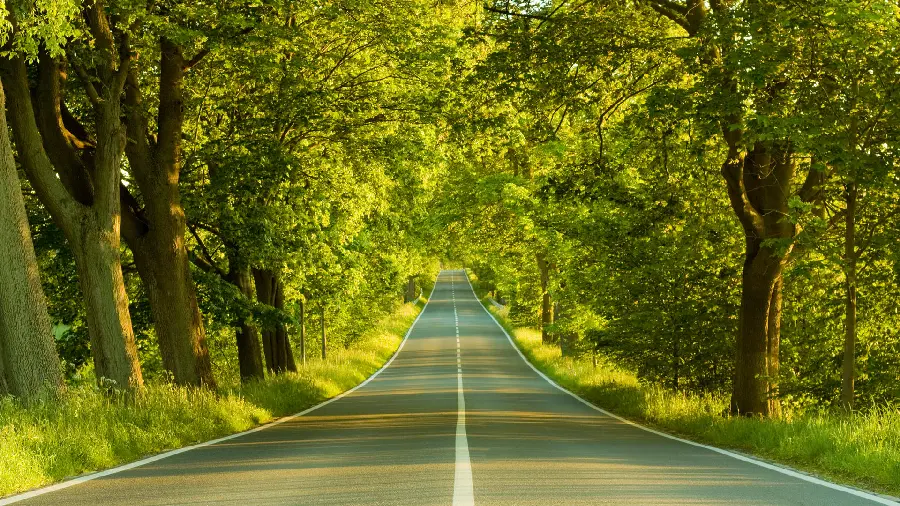 Admirable Forest Road Background with Light Green Theme for Laptop