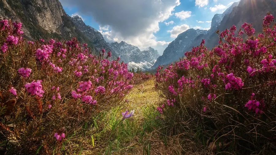 Amazing image of a narrow path in the middle of pink flower bushes
