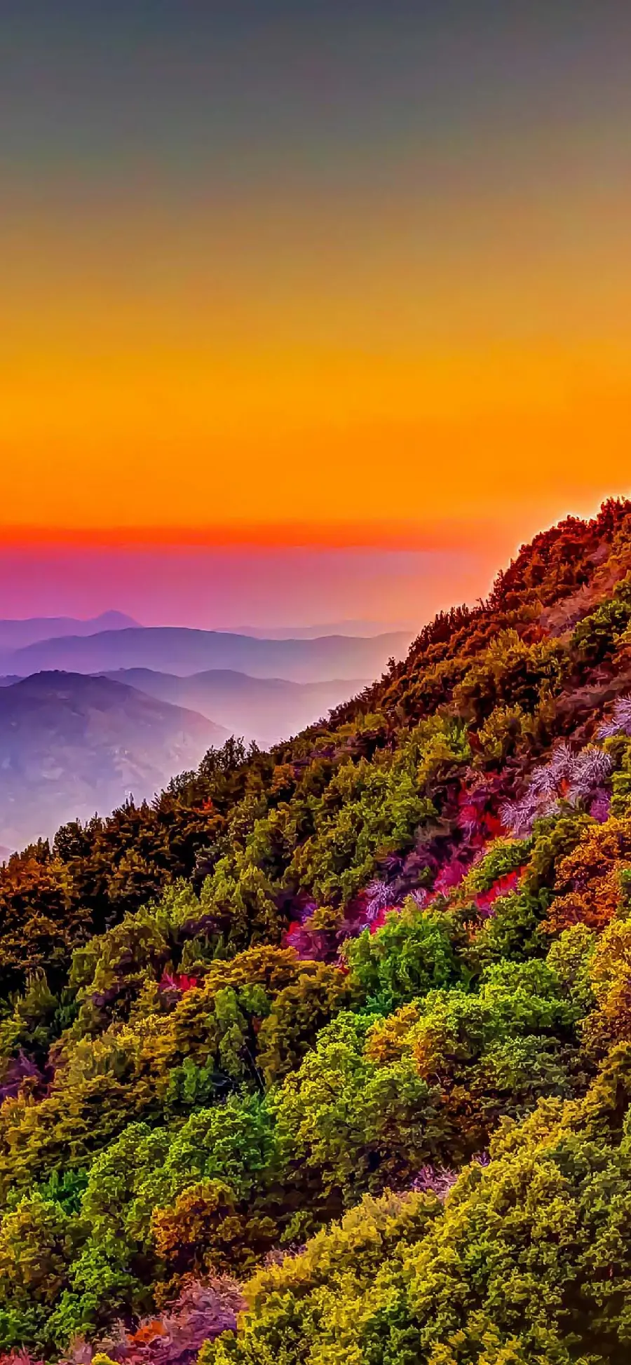 Forest of a thousand colors suitable for Android phone background