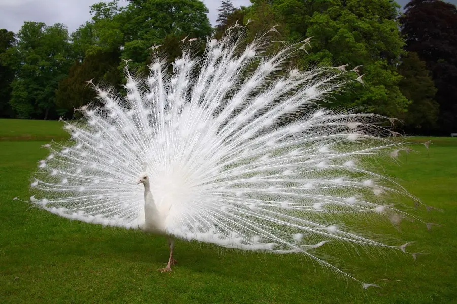 A beautiful HD quality background of a white peacock with wings and feathers spread