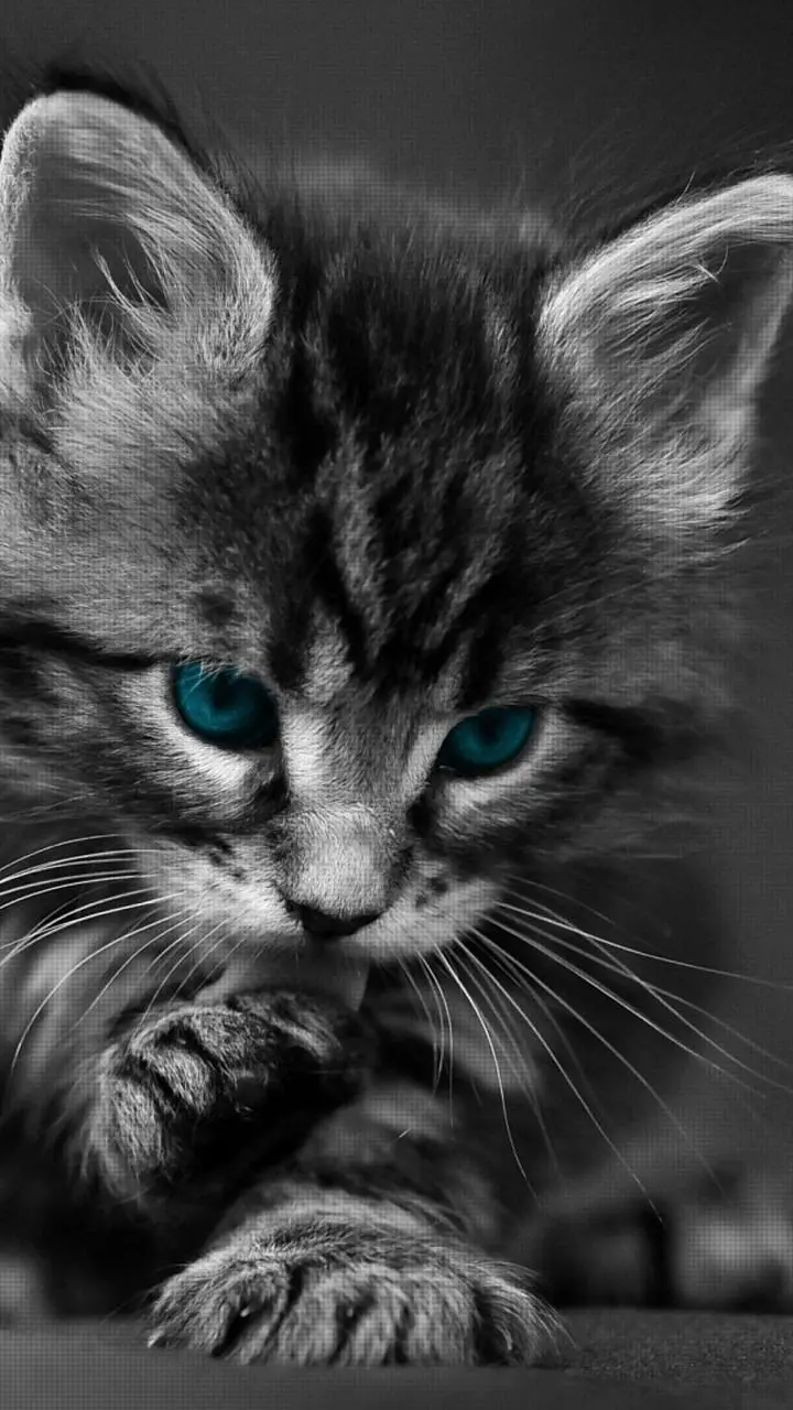 The most amazing HD quality poster of a serious cat with unique blue eyes