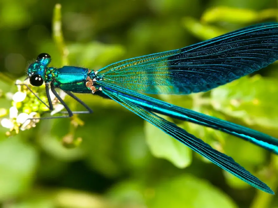 High-quality photo of a different type of dragonfly