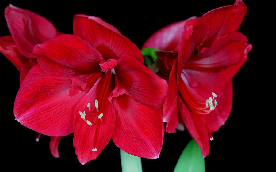 Red lily flower photo with black background for profile