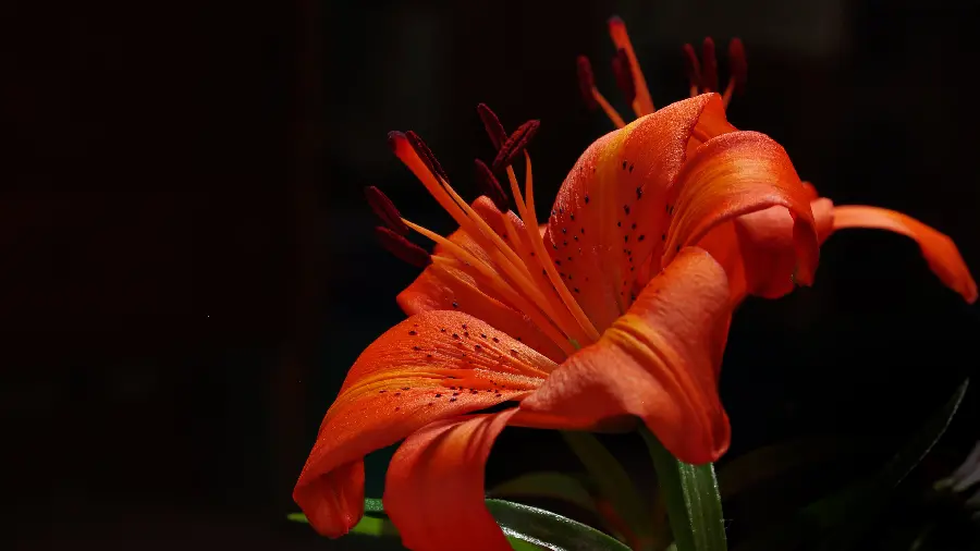Large orange flower wallpaper in nature with high quality hd