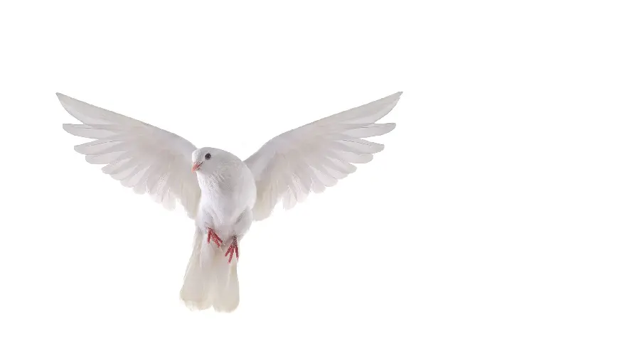 Download a background photo of a cute white dove with open wings