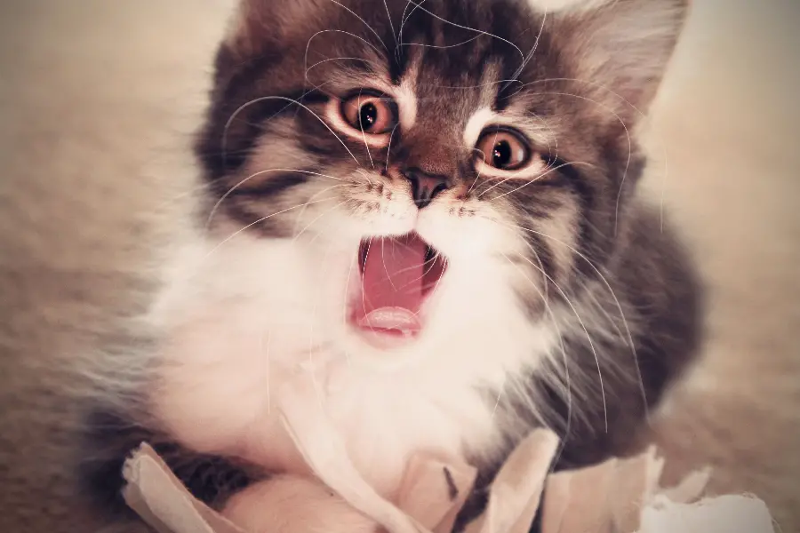 Special and artistic view of a lovely cat for Windows 12