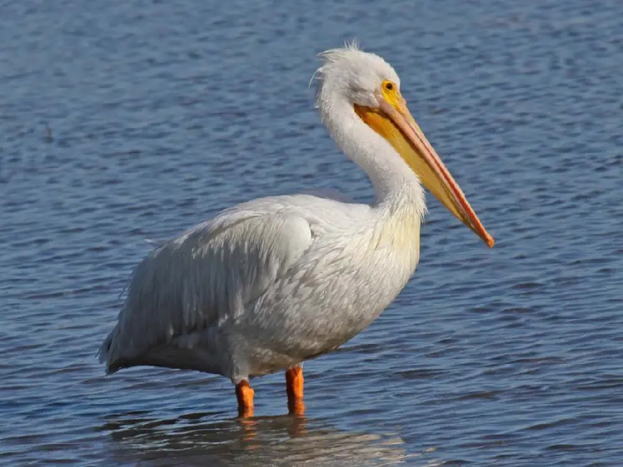 HD quality background of a cute white pelican, standing in Water, suitable for phones