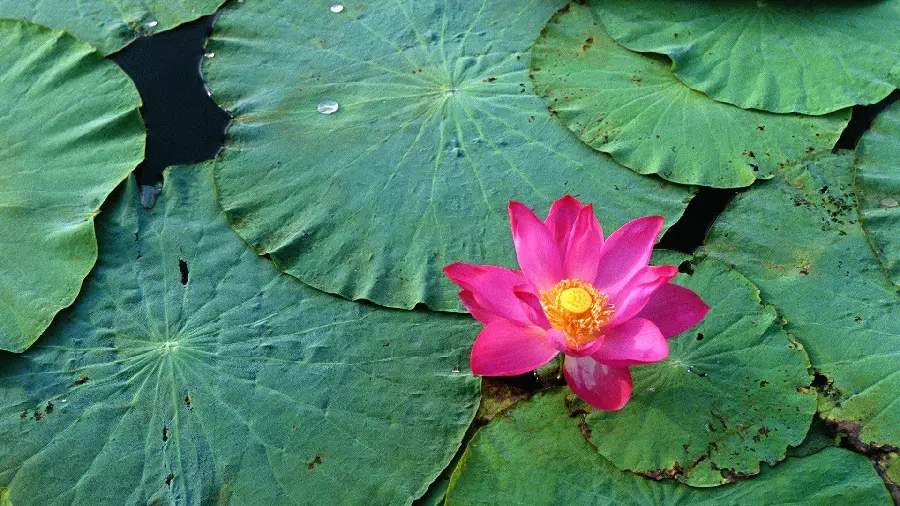 Lonely and proud water lily in the middle of water and green leaves