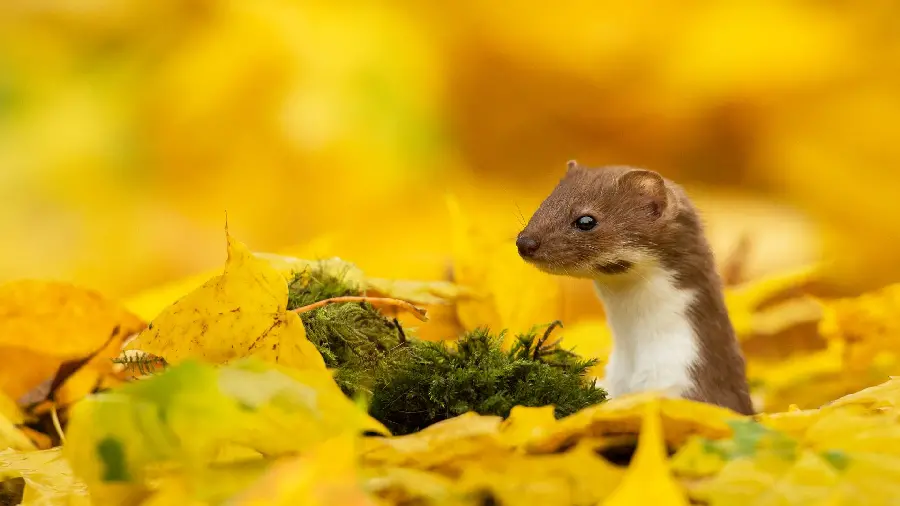 Beautiful half-length background of a bloodthirsty weasel watching in yellow autumn leaves