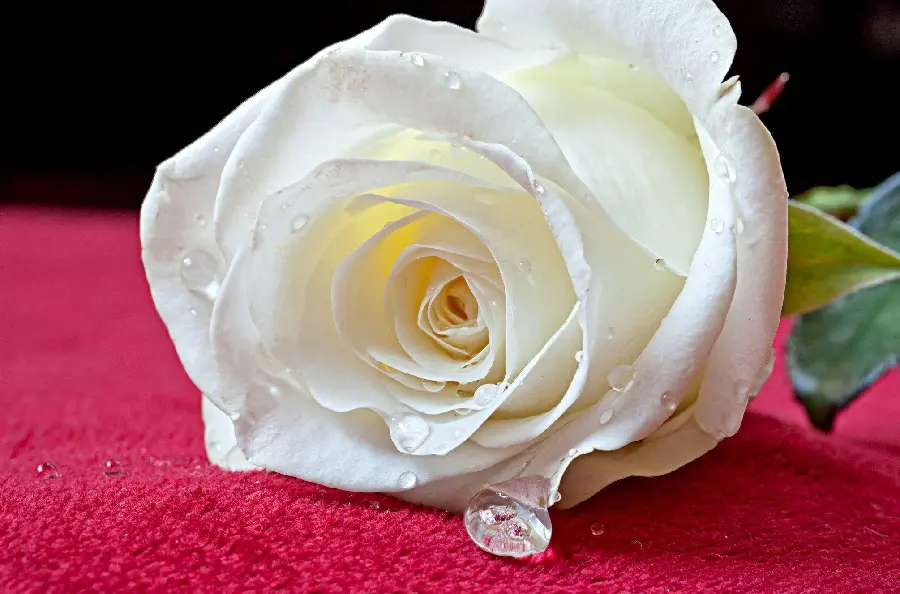 Download a stylish and modern image of a white rose with dew drops and a crimson background