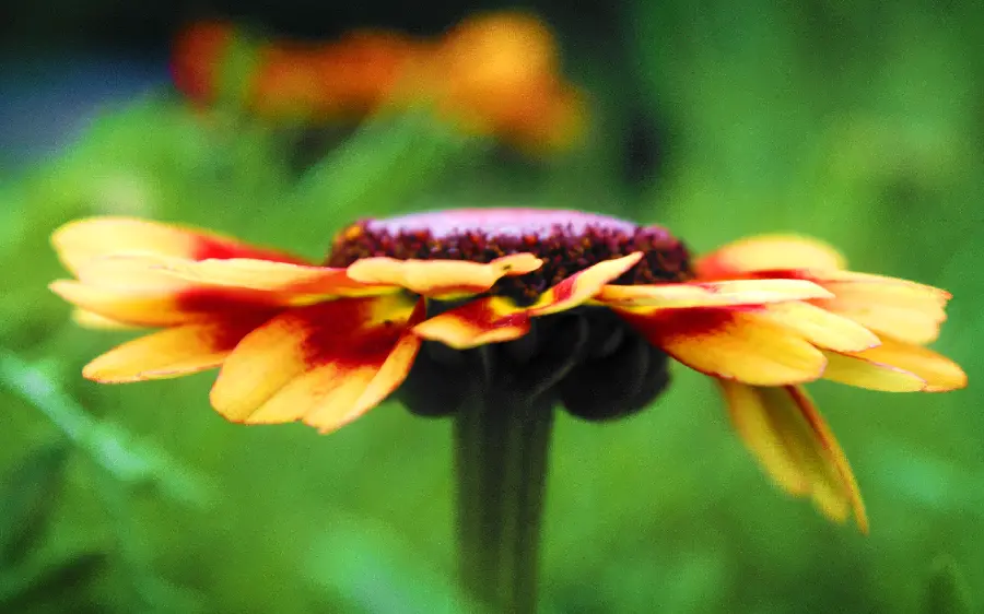 The most viewed beautiful flower background with Full HD quality 