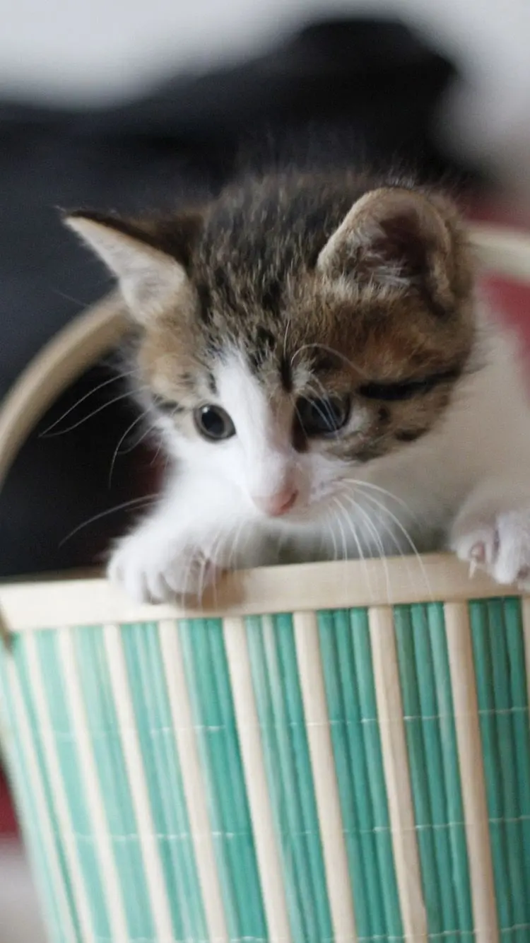 The cutest poster of a cat looking out of a green basket