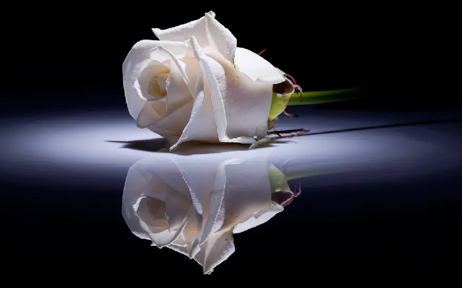 Mirror background photo of a white rose in a black space
