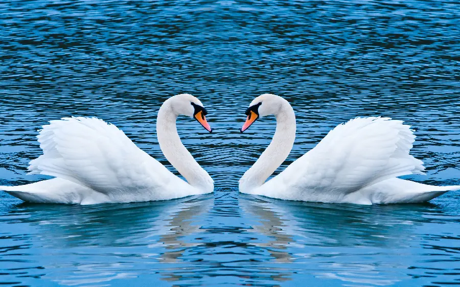 A romantic picture of a beautiful white swan in a beautiful blue sea