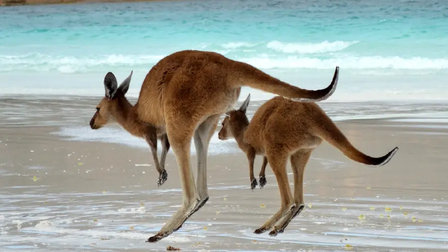 The Hottest Background Photo of Hunting the Moment of Two Huge Kangaroos Jumping