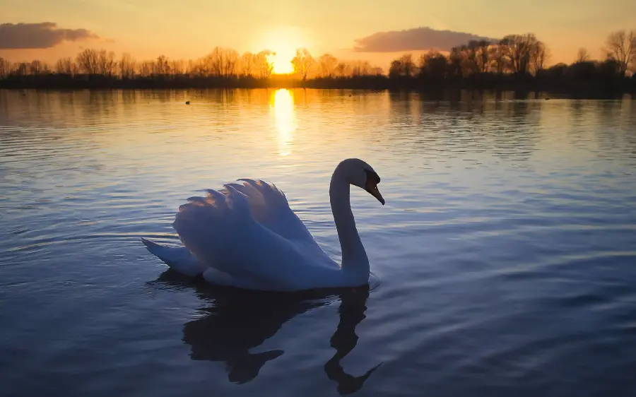 The latest beautiful swan wallpaper in the glow of the sun at sunset for the desktop