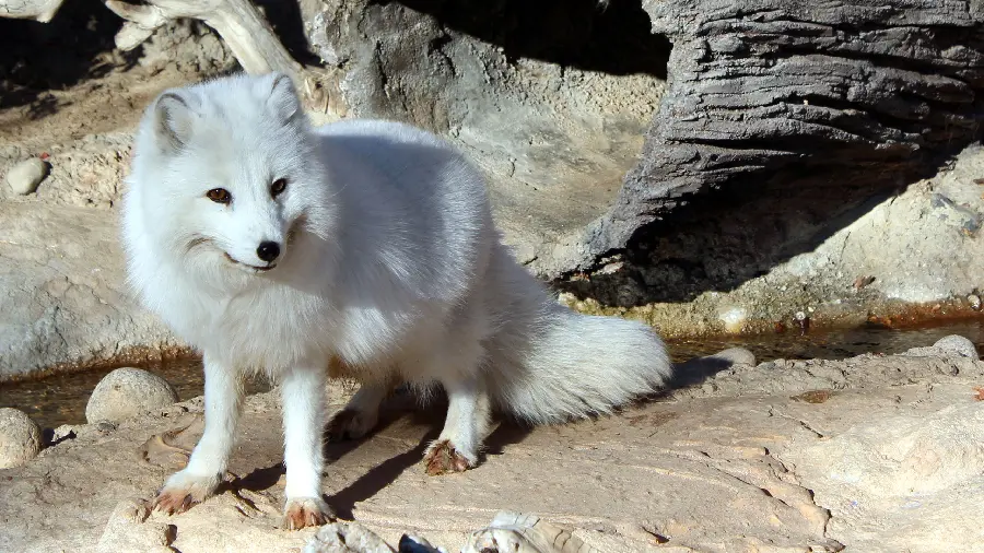Wallpaper of a white arctic fox with a special and stylish smile