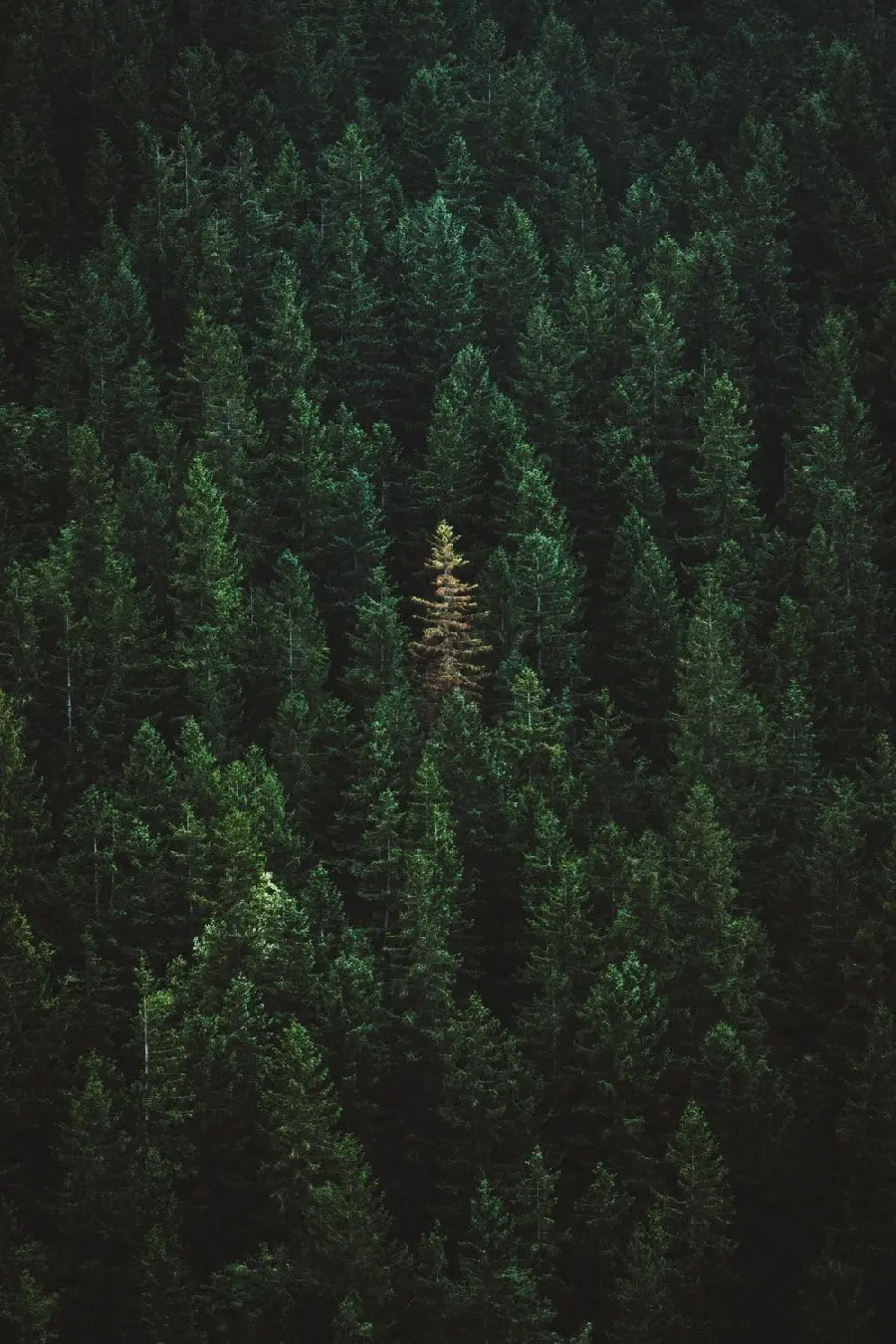 Download Spectacular wallpaper of a mass of pine trees with a dark green theme