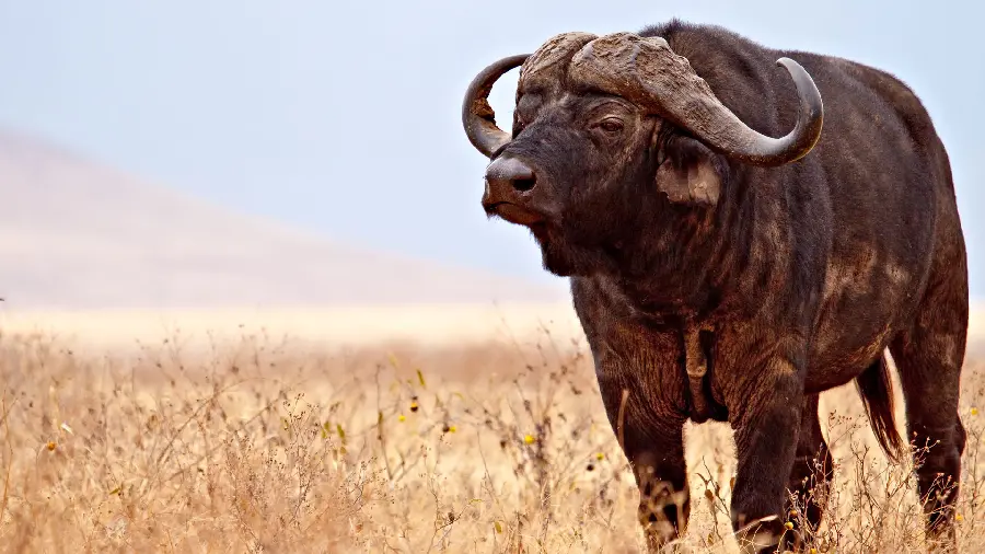 Horned buffalo in the American desert