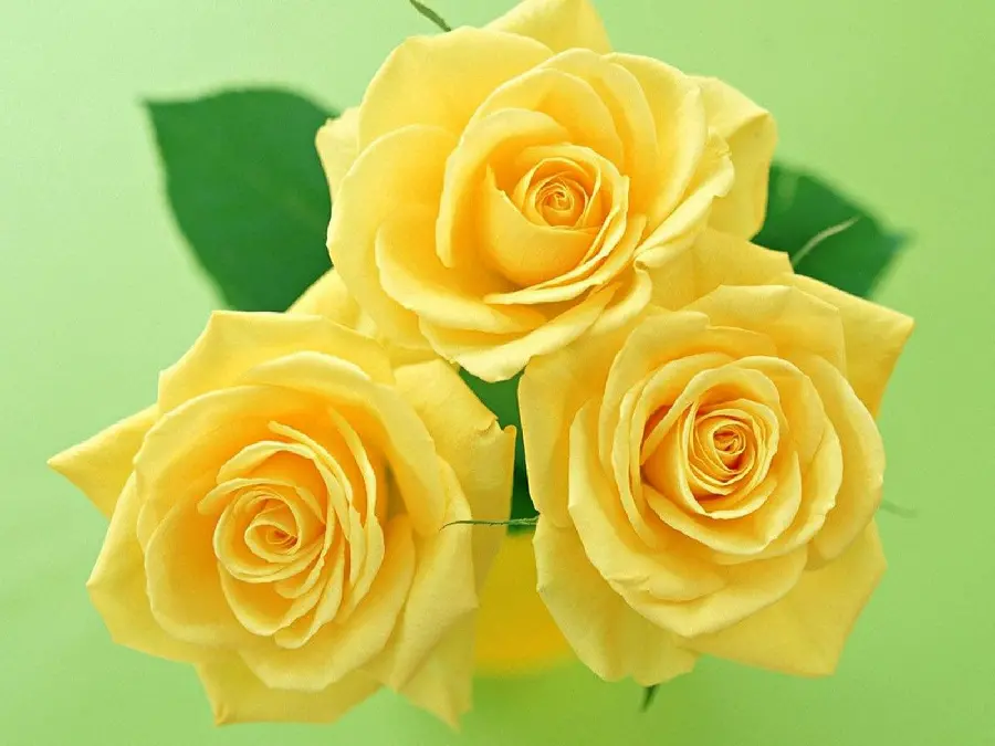 Most Downloaded Yellow Rose Graphic Image in HD Quality 