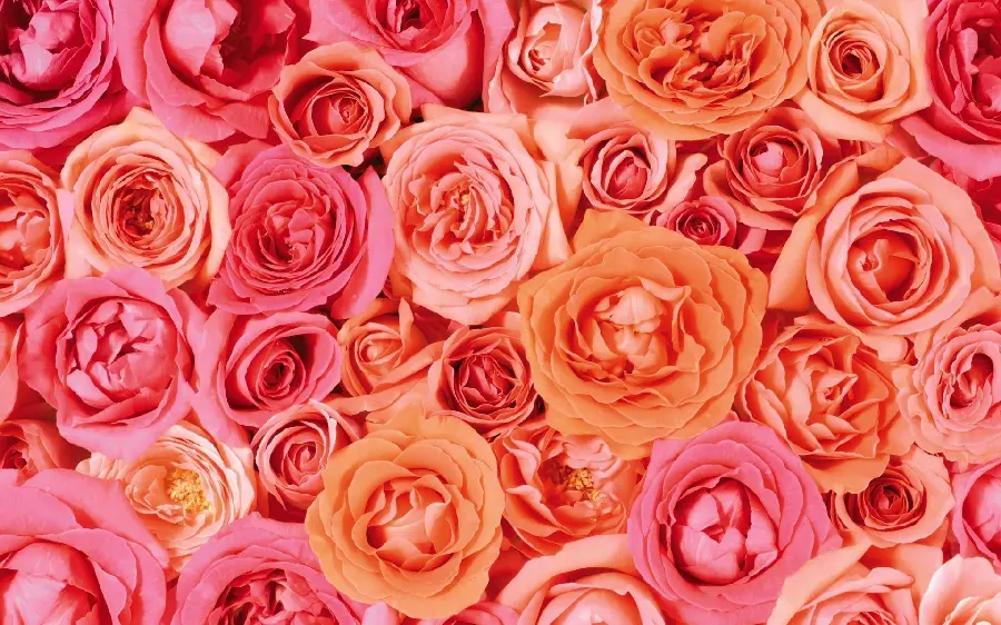 Popular peach rose backgroundIn excellent 4K quality 