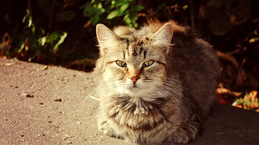 Interesting view of an angry kitten in Full HD quality