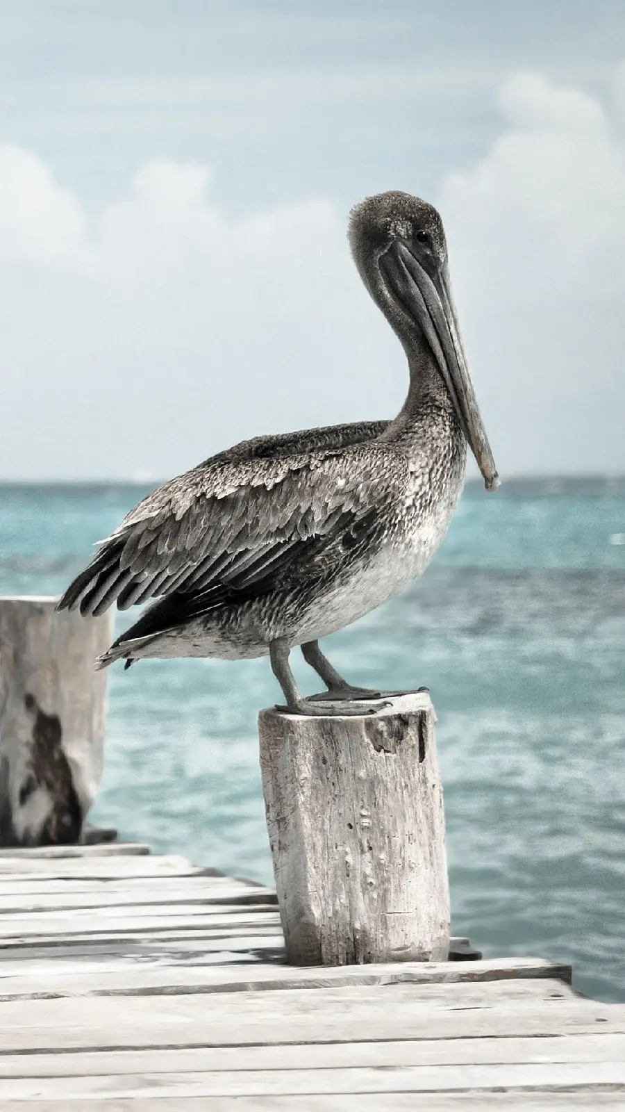 The most magnificent poster of a majestic gray pelican on a tree trunk by the beach