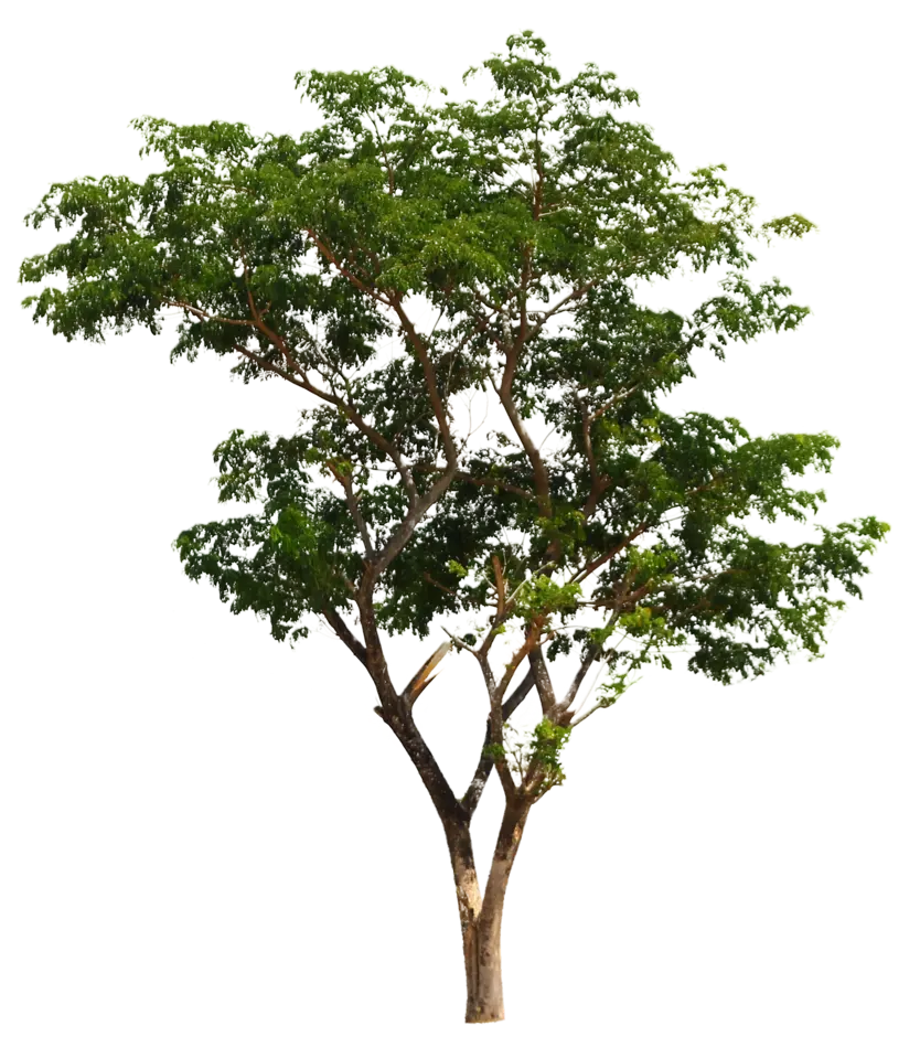 A very beautiful green tree PNG for PhotoShop