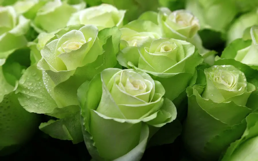 Lovely photo of a bunch of green roses in excellent quality suitable for WhatsApp