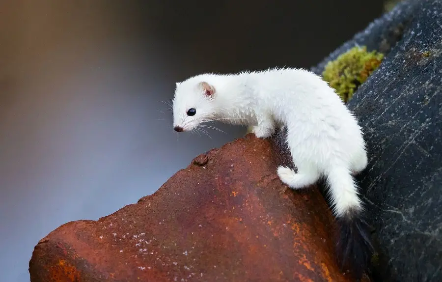 Download a FULL HD quality photo of a bloodthirsty weasel on a brown stone suitable for your profile