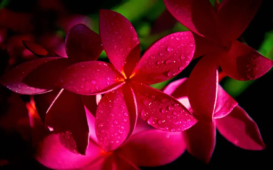Most popular pink flower image for Instagram
