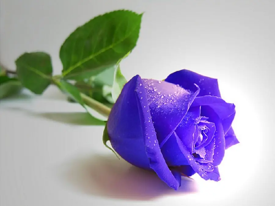Dreamy stock photo of blue rose for laptop background