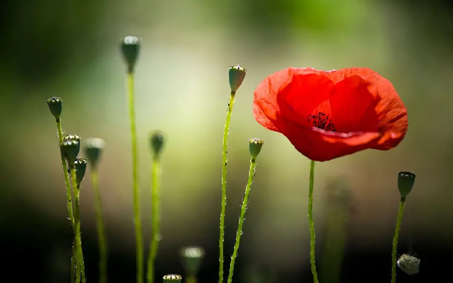 HD quality and matte background of wild red poppies and their unopened buds