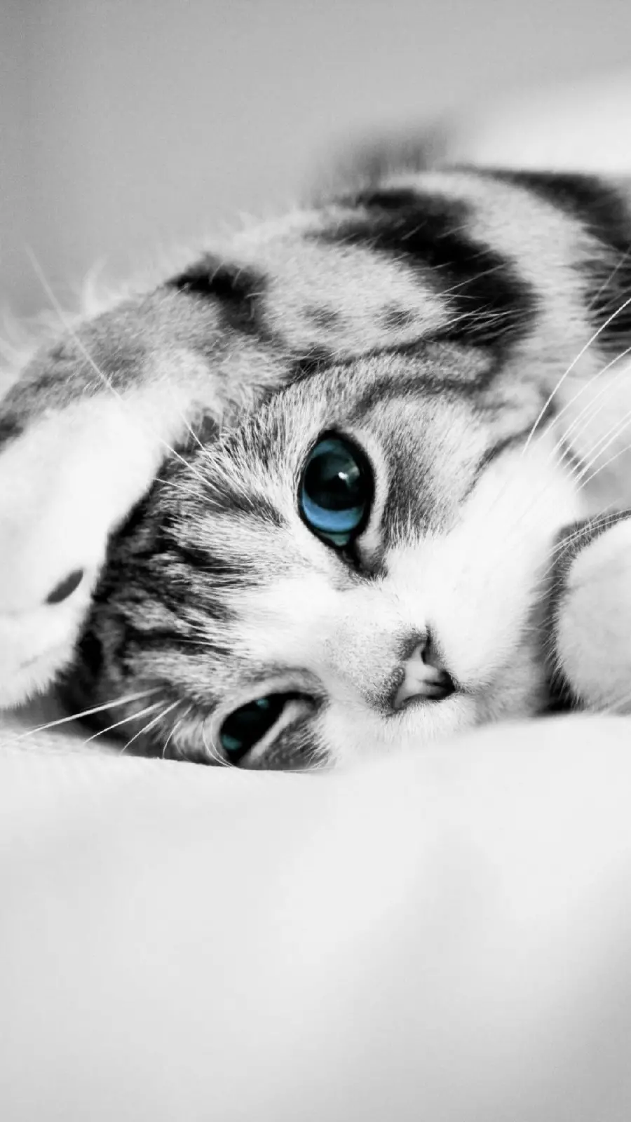 The most pure black and white poster of a sweet cat with blue eyes