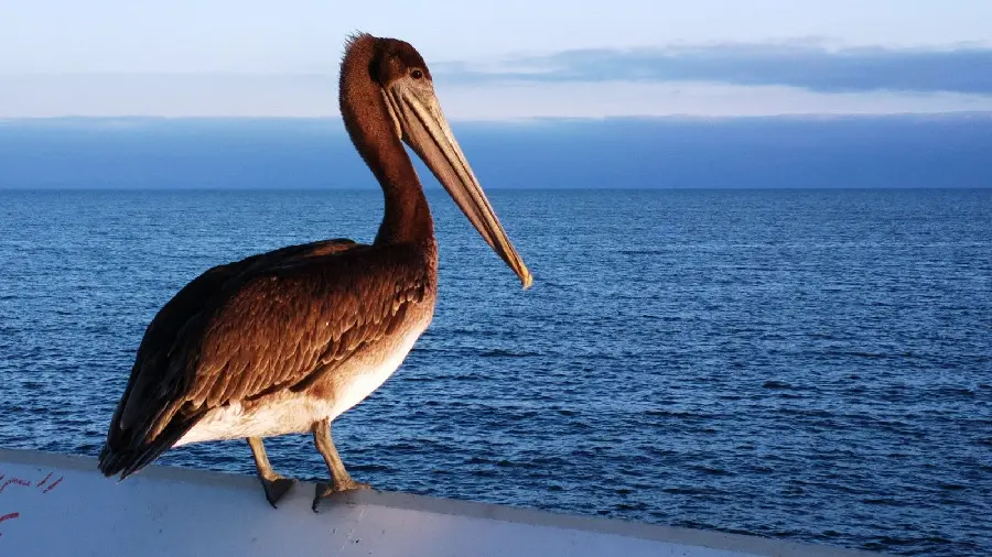 A photo of a lovely brown pelican by the endless sea, special for mobile