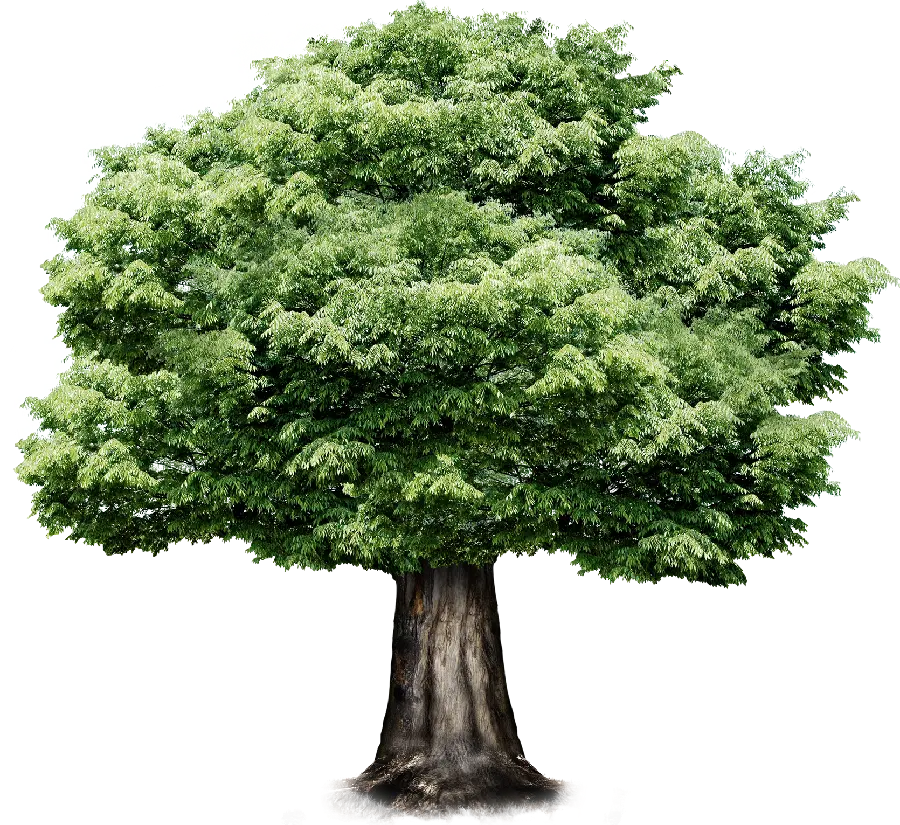 Free Download of a Tall Tree Photo in Rare PNG Format