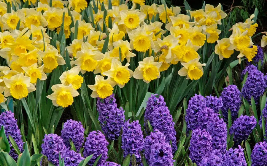 Beautiful luxury vector of daffodils and hyacinths in large size with hd quality