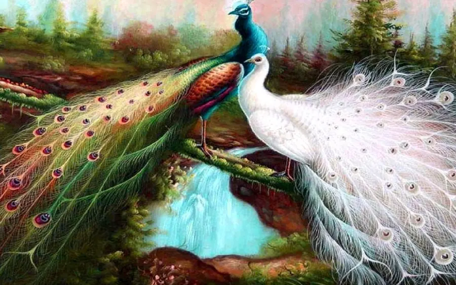 Fantasy and romantic photo of two White and colorful peacock on a bridge in the forest Windows