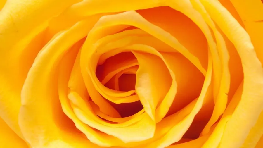 Free download of attractive photos of beautiful roses from a close angle 