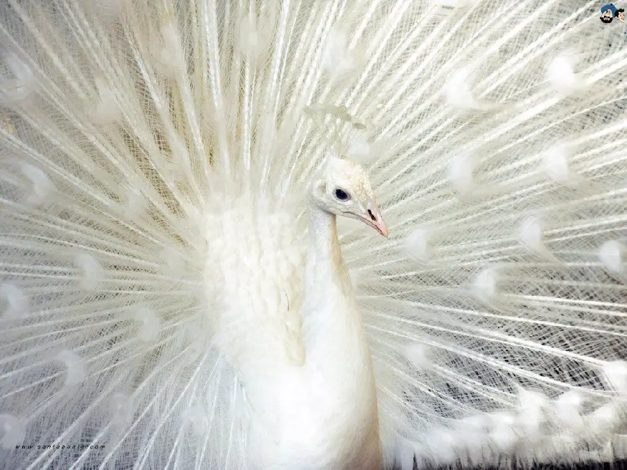 Exceptional wallpaper of the left side view of a white peacock's face and wings
