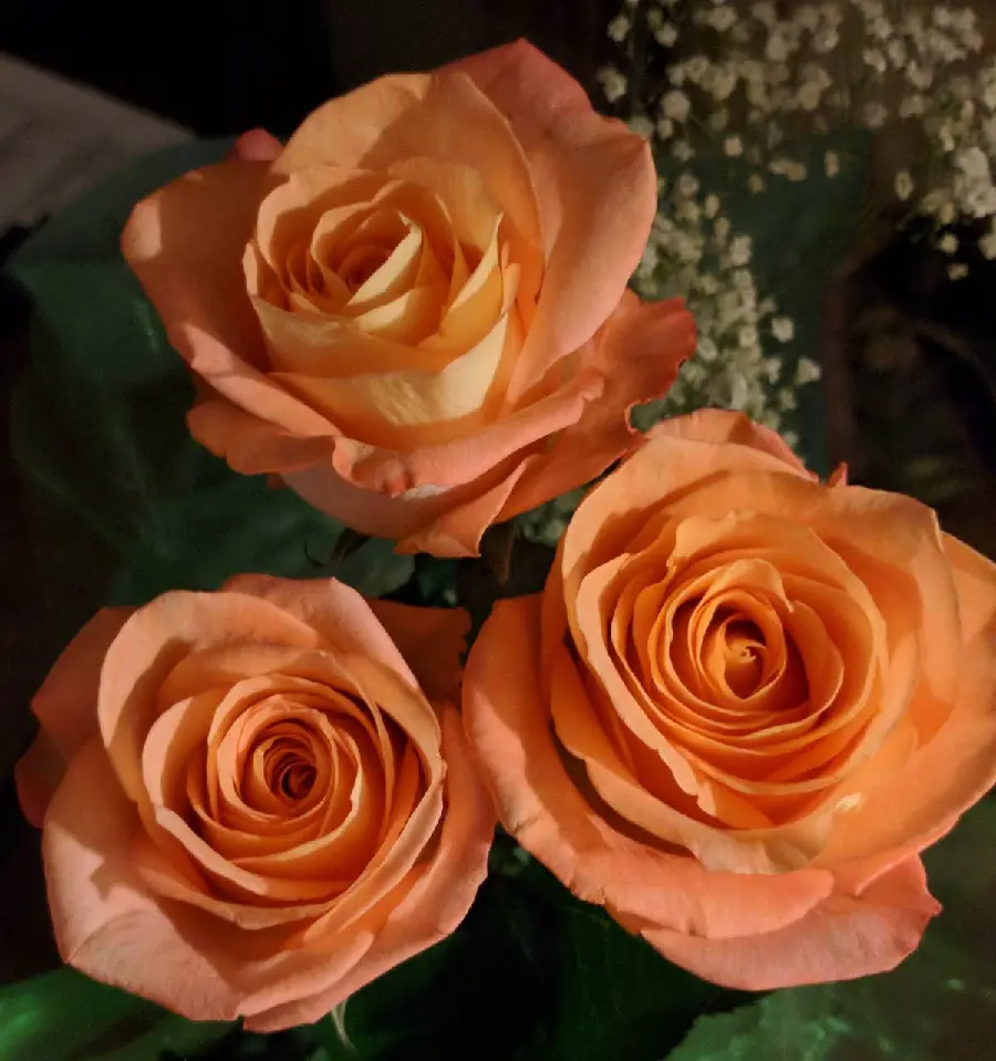 The most viewed peach-colored rose background with very good quality