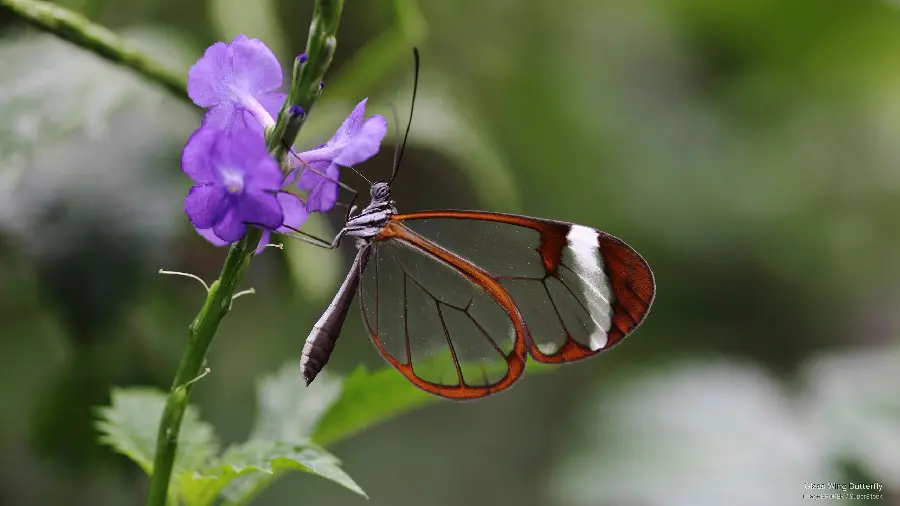 Lovely background of beautiful butterfly on purple flower