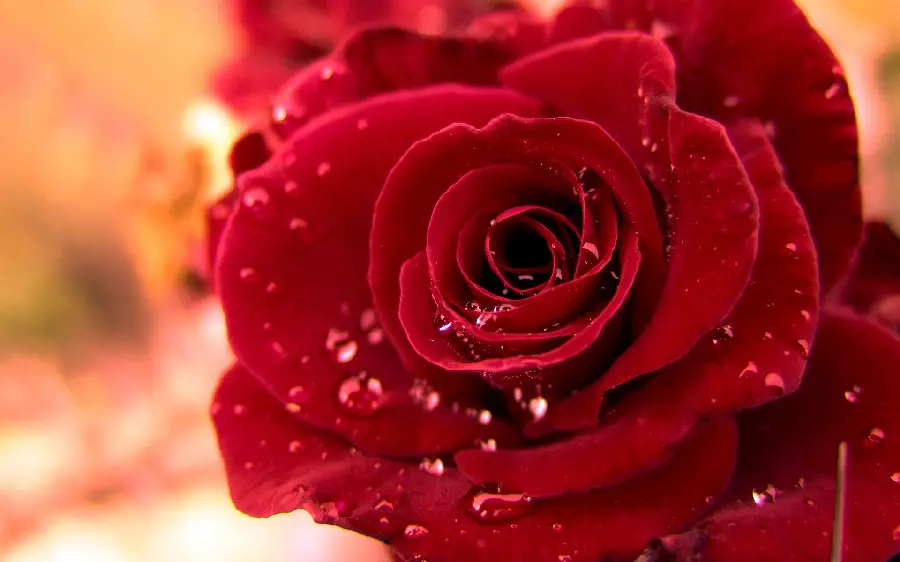 Special and artistic view of a red flower covered in rain in HD quality 