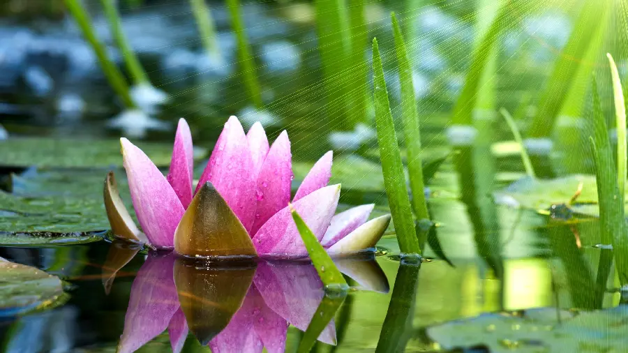 The most viewed marsh lily flower wallpaper in HD quality 