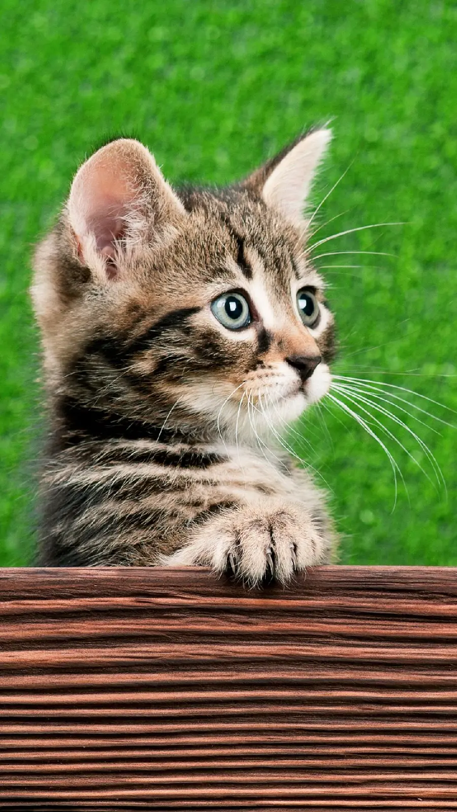 Download photo of a shy cat looking into the distance